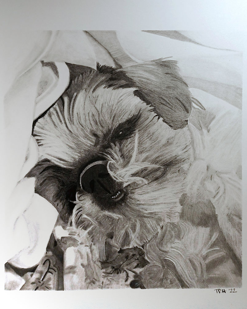 Drawing of a dog